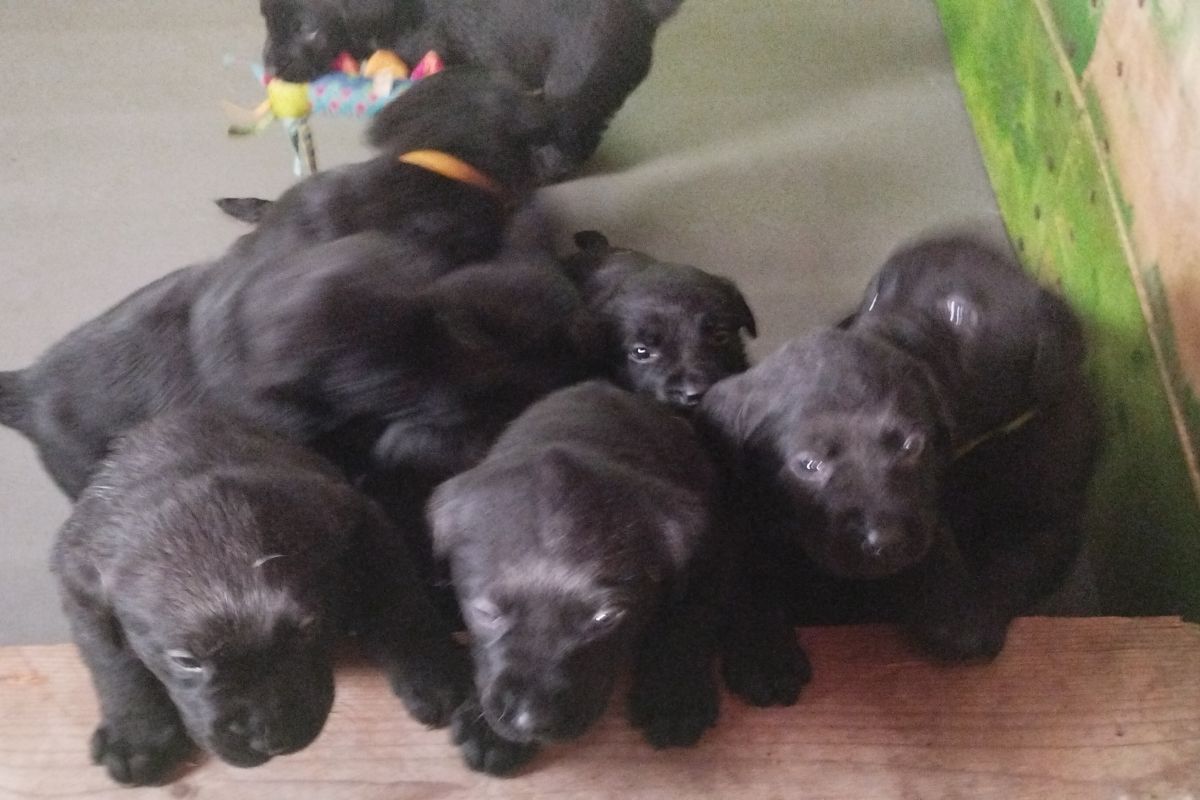 Photo 2 Vends chiots Labrador