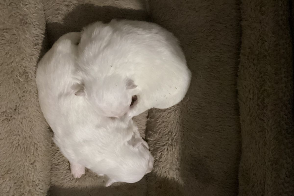 Chiot apparence spitz loulou de Poméranie