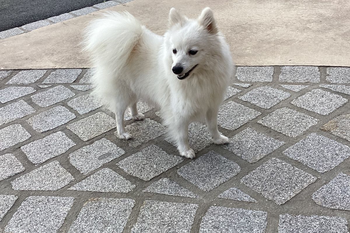 Photo 2 Chiot apparence spitz loulou de Poméranie