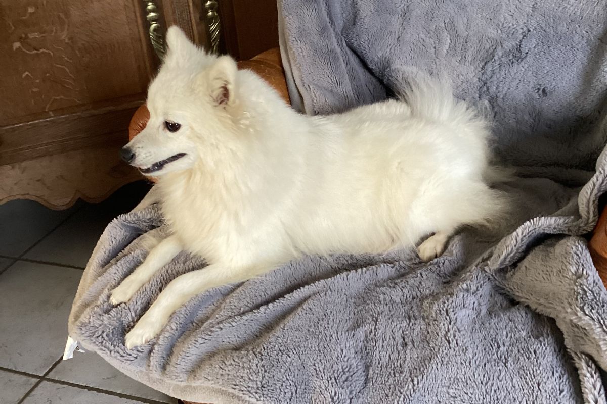 Photo 3 Chiot apparence spitz loulou de Poméranie