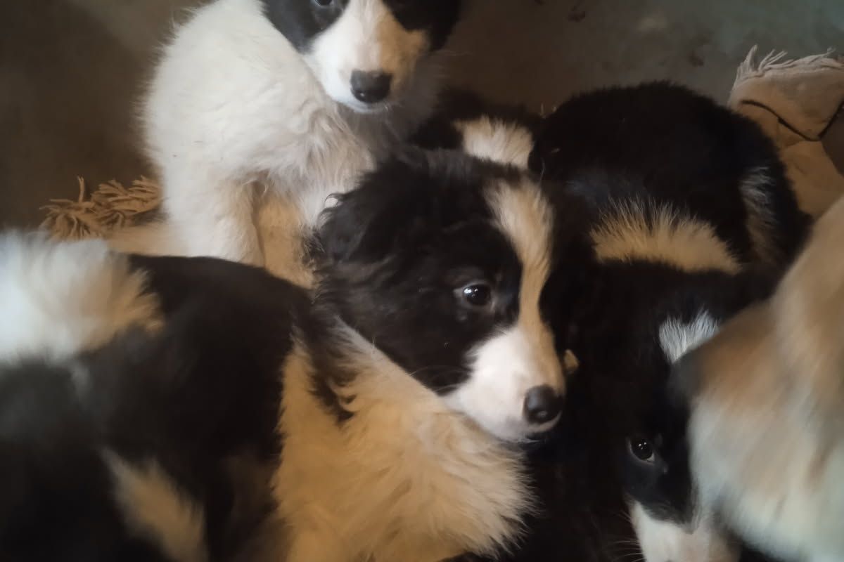 Apparence border collie