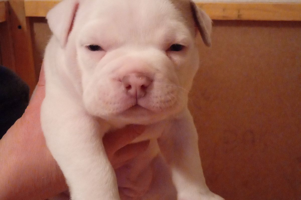 Chiot american bully pocket 