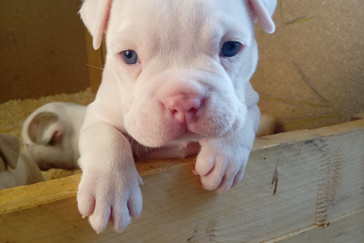 Photo 3 Chiot american bully pocket 