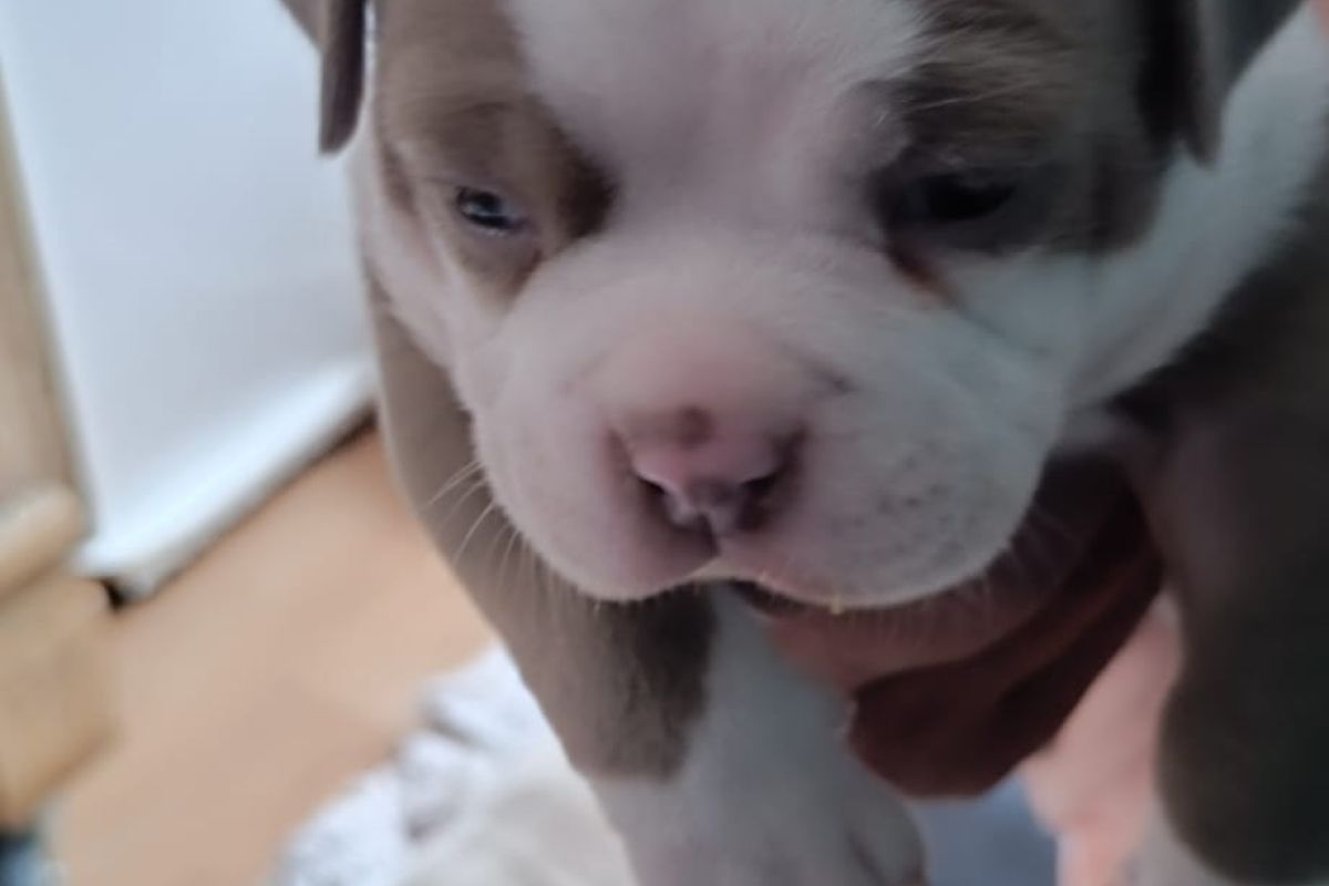 Photo 2 Chiot american bully pocket 