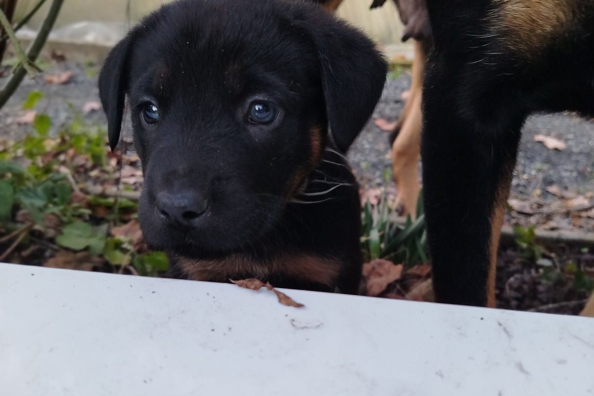 Photo 3 Apparence beauceron