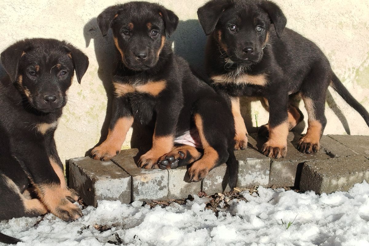 Photo 2 Apparence beauceron