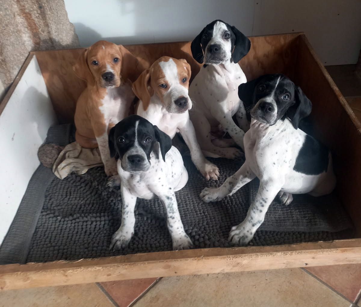 Apparence pointer anglais