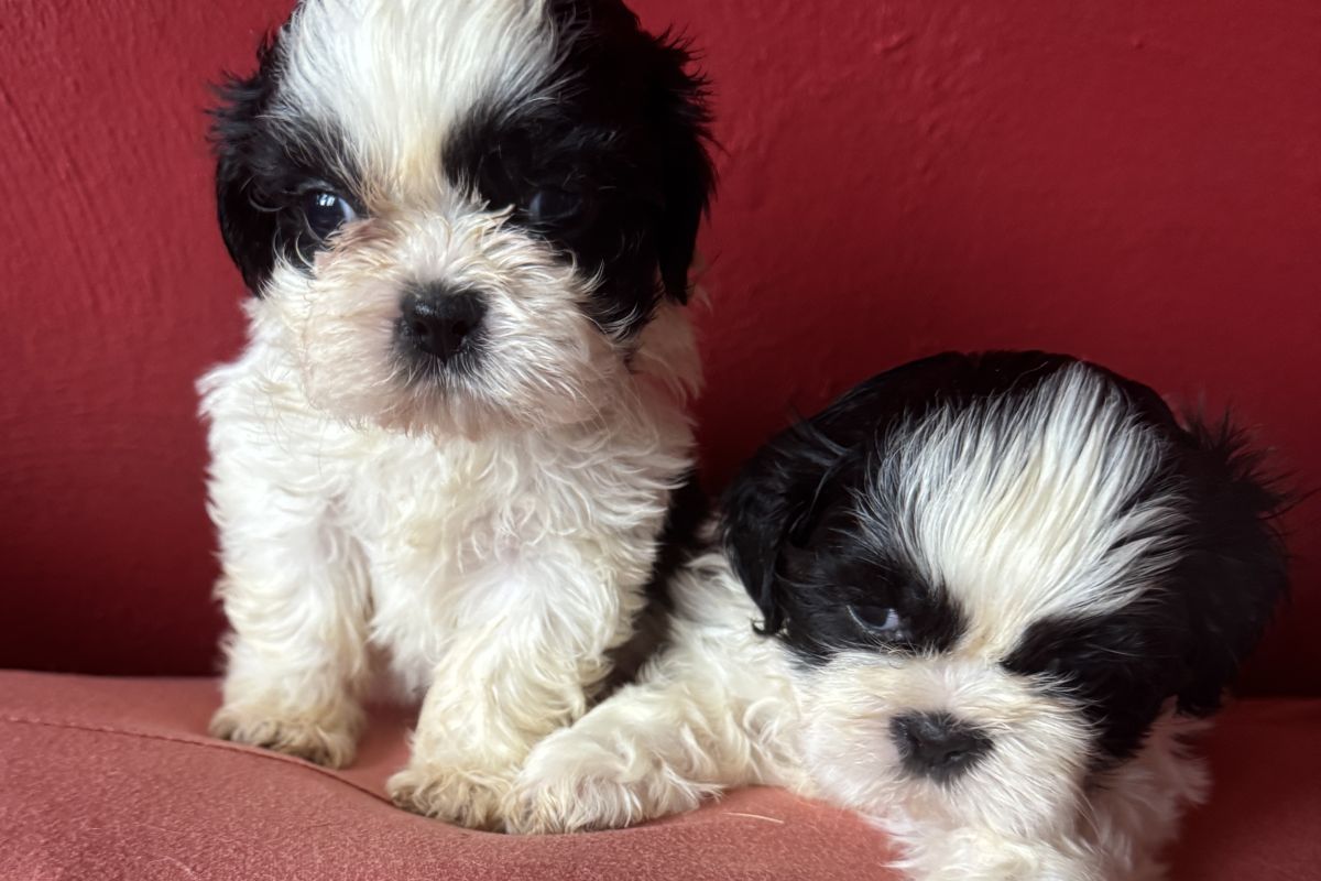 À réserver bébés shih tzu de petit gabarit