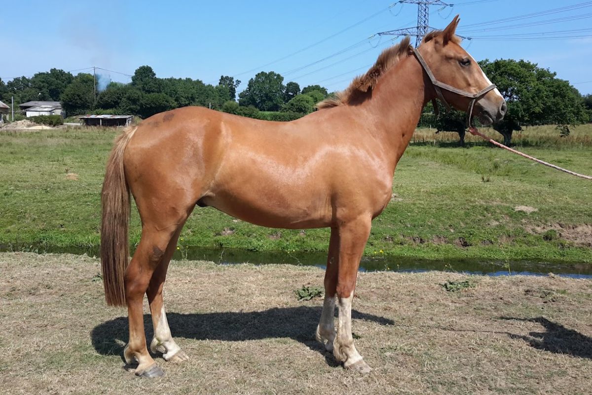 Poney hongre, 1,55 m