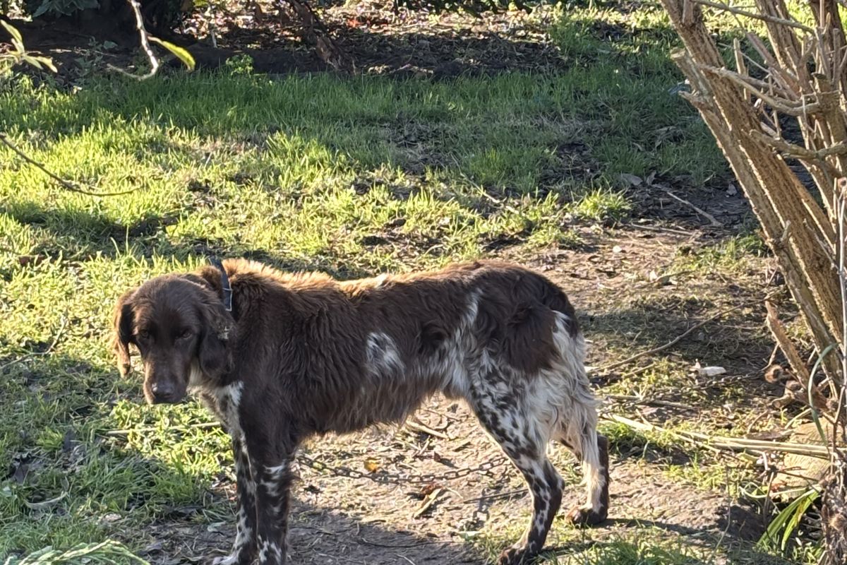 Donne épagneul de Munster