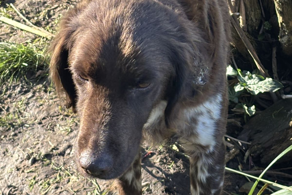 Photo 2 Donne épagneul de Munster