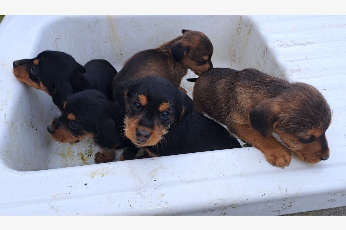 Apparence Basset fauve de Bretagne