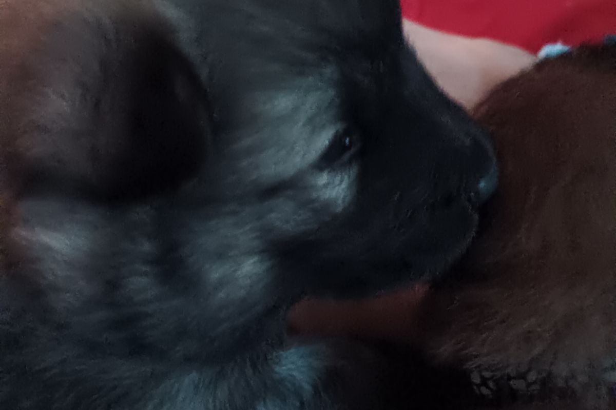 Photo 2 Chiots EURASIER 
