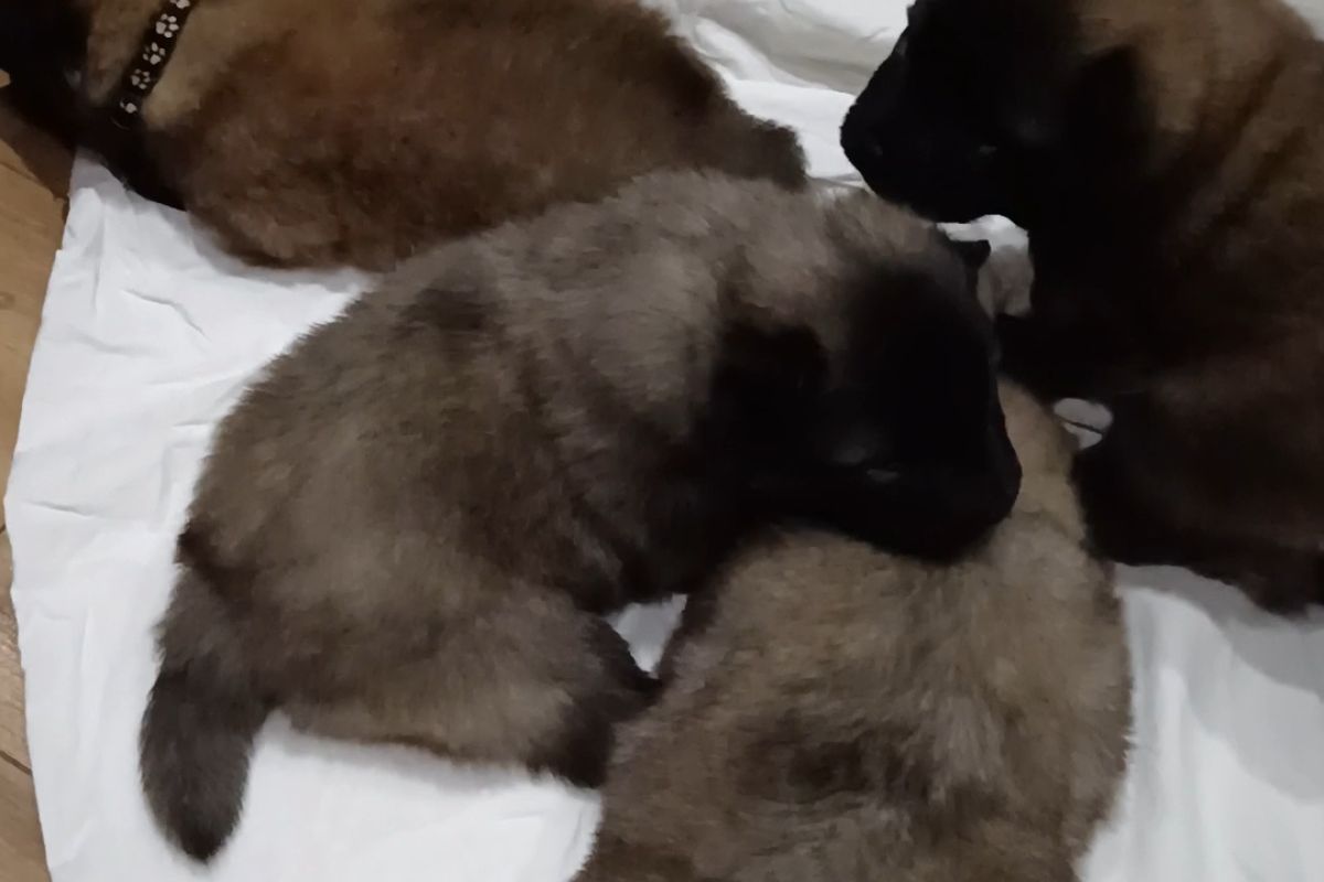 Photo 3 Chiots EURASIER 