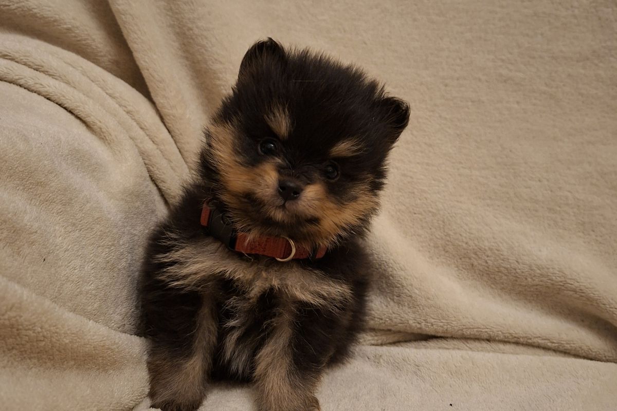 Photo 2 A réserver chiots spitz nain lof