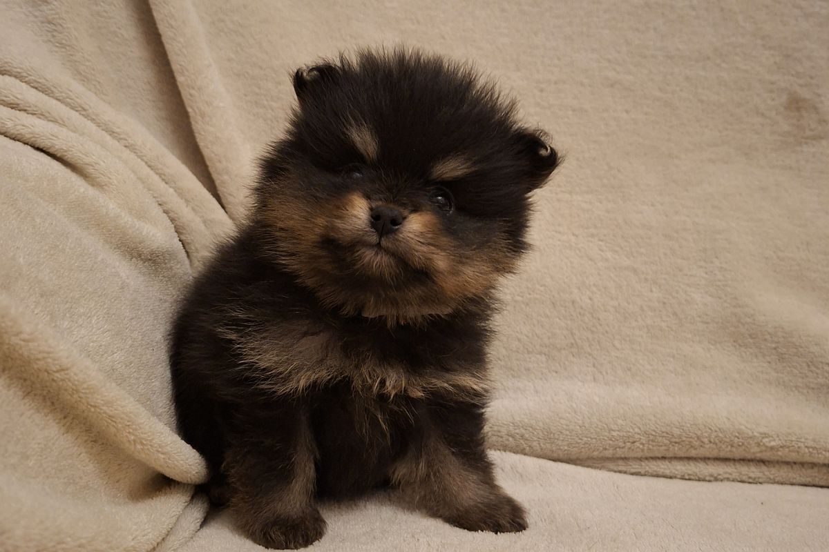 Photo 3 A réserver chiots spitz nain lof