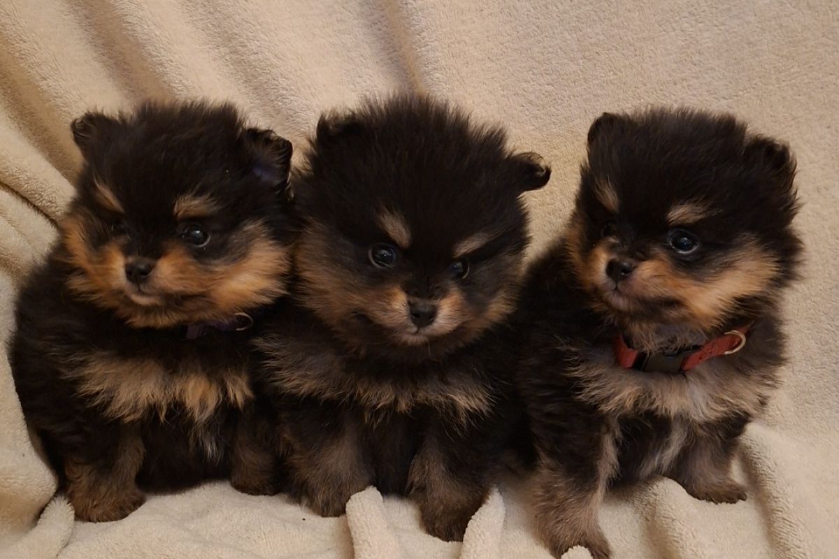 A réserver chiots spitz nain lof