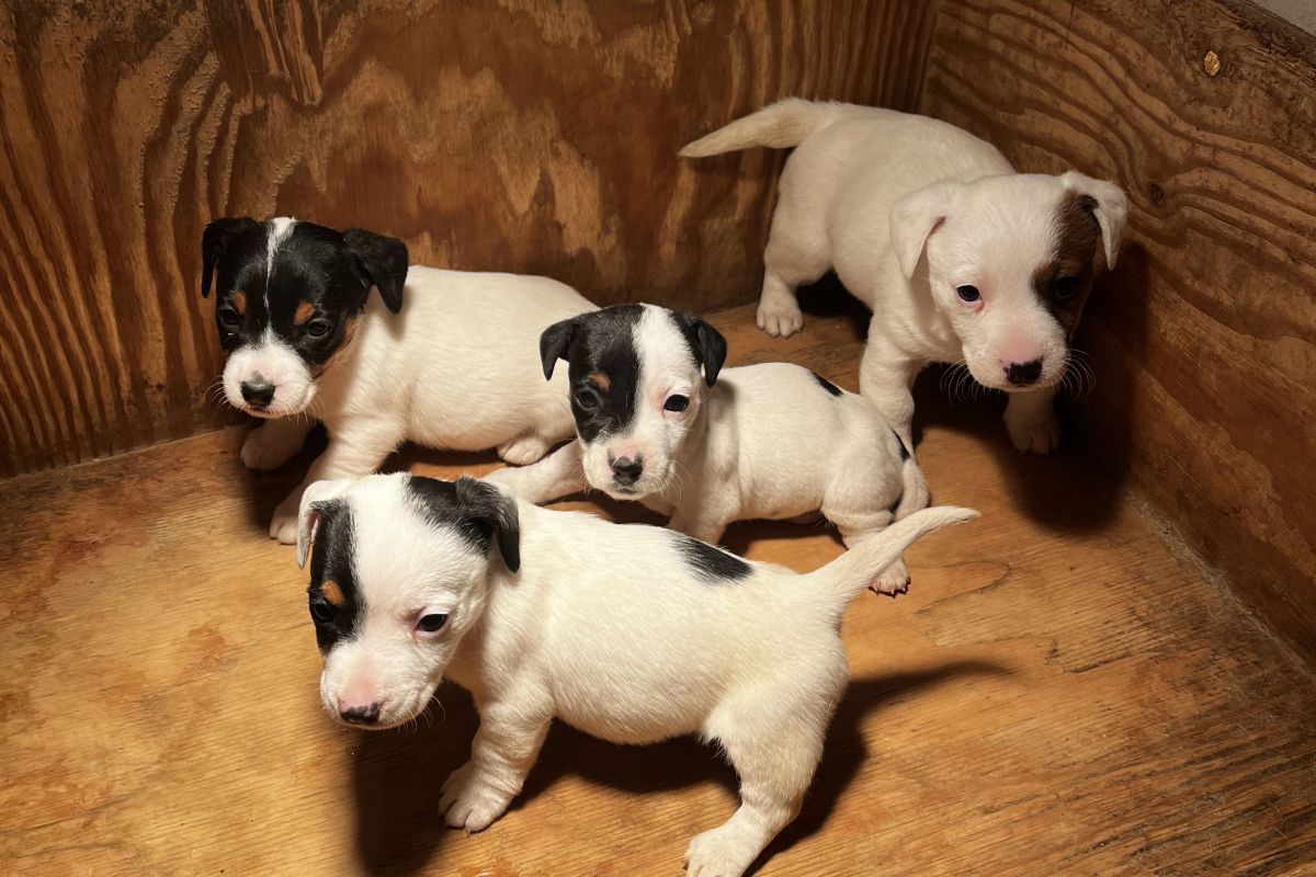 apparence jack russel