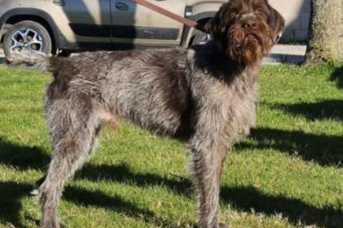 Photo 2 chiots Korthals