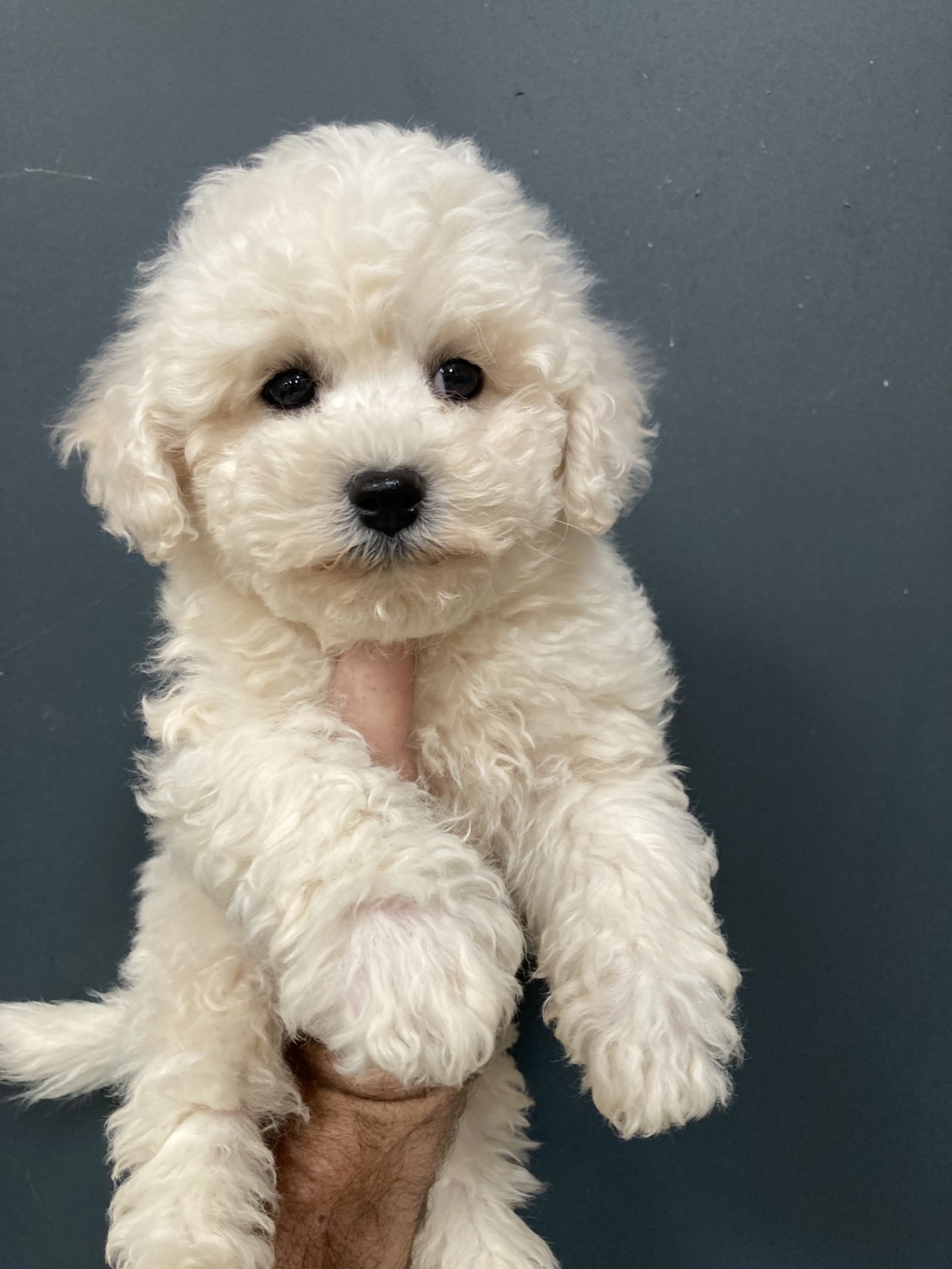 Apparence bichon frisé