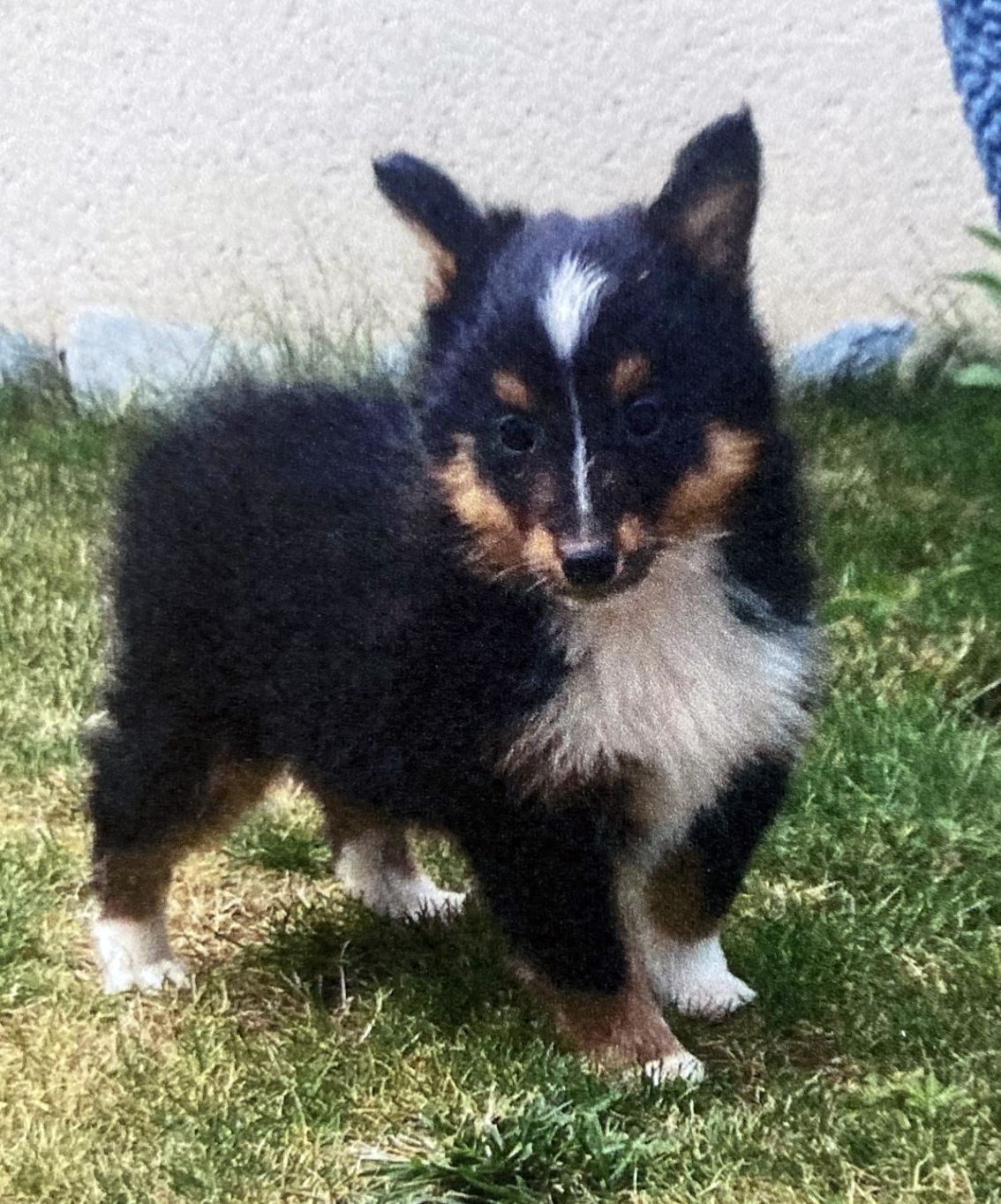 Apparence berger des shetlands