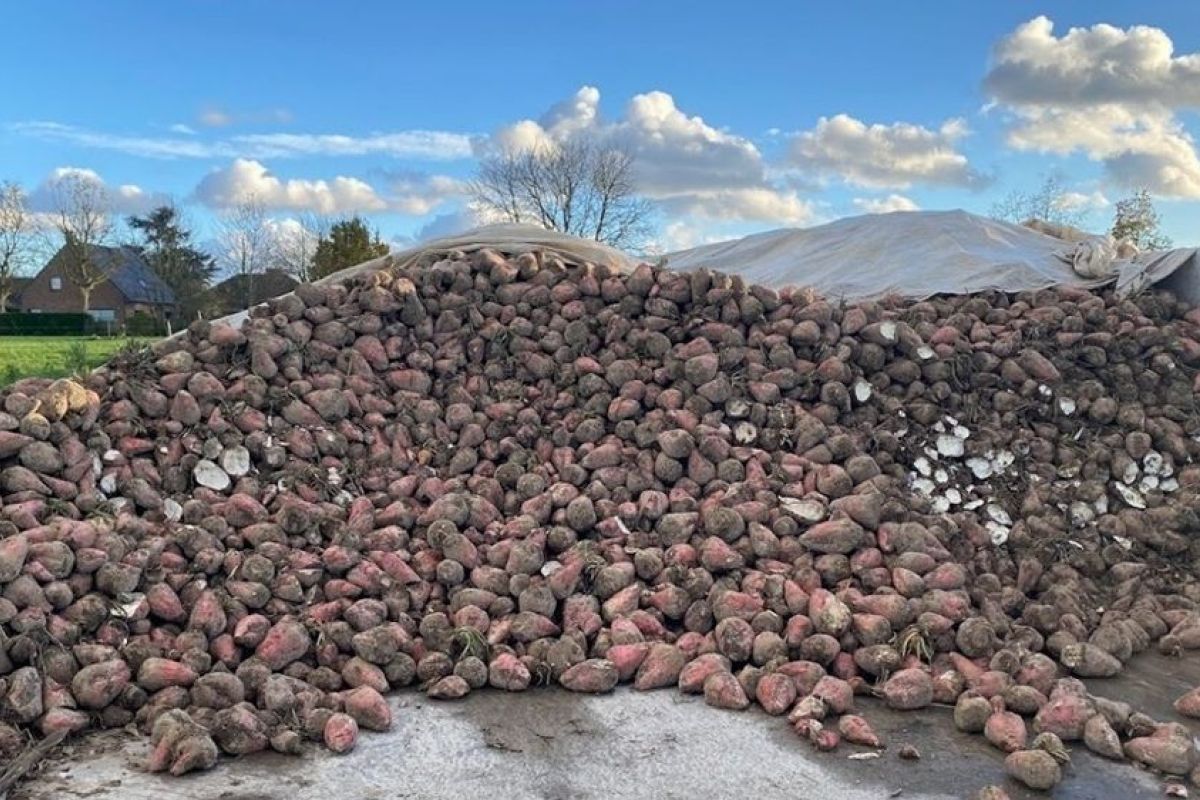 betteraves fourragères /foin