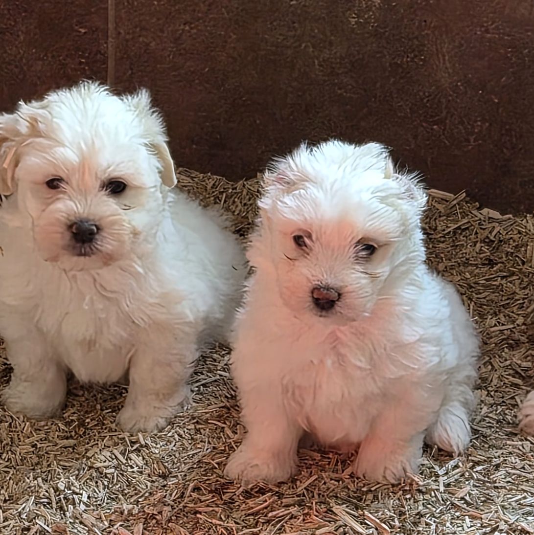 Apparence Coton de Tulear