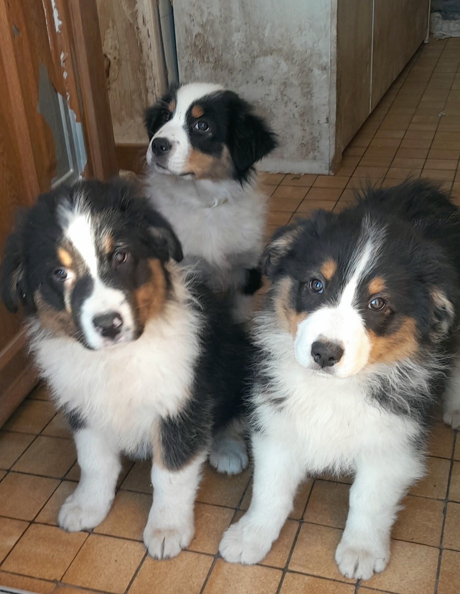 Apparence berger australien