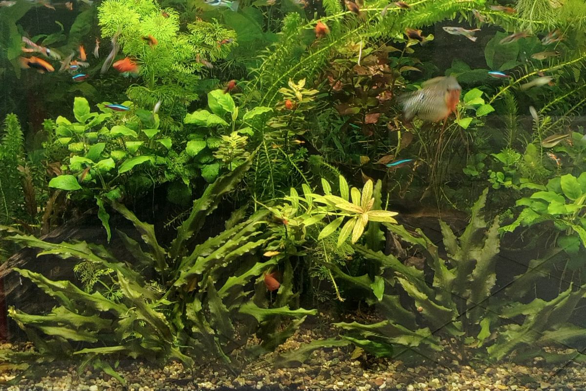 Plantes pour aquarium
