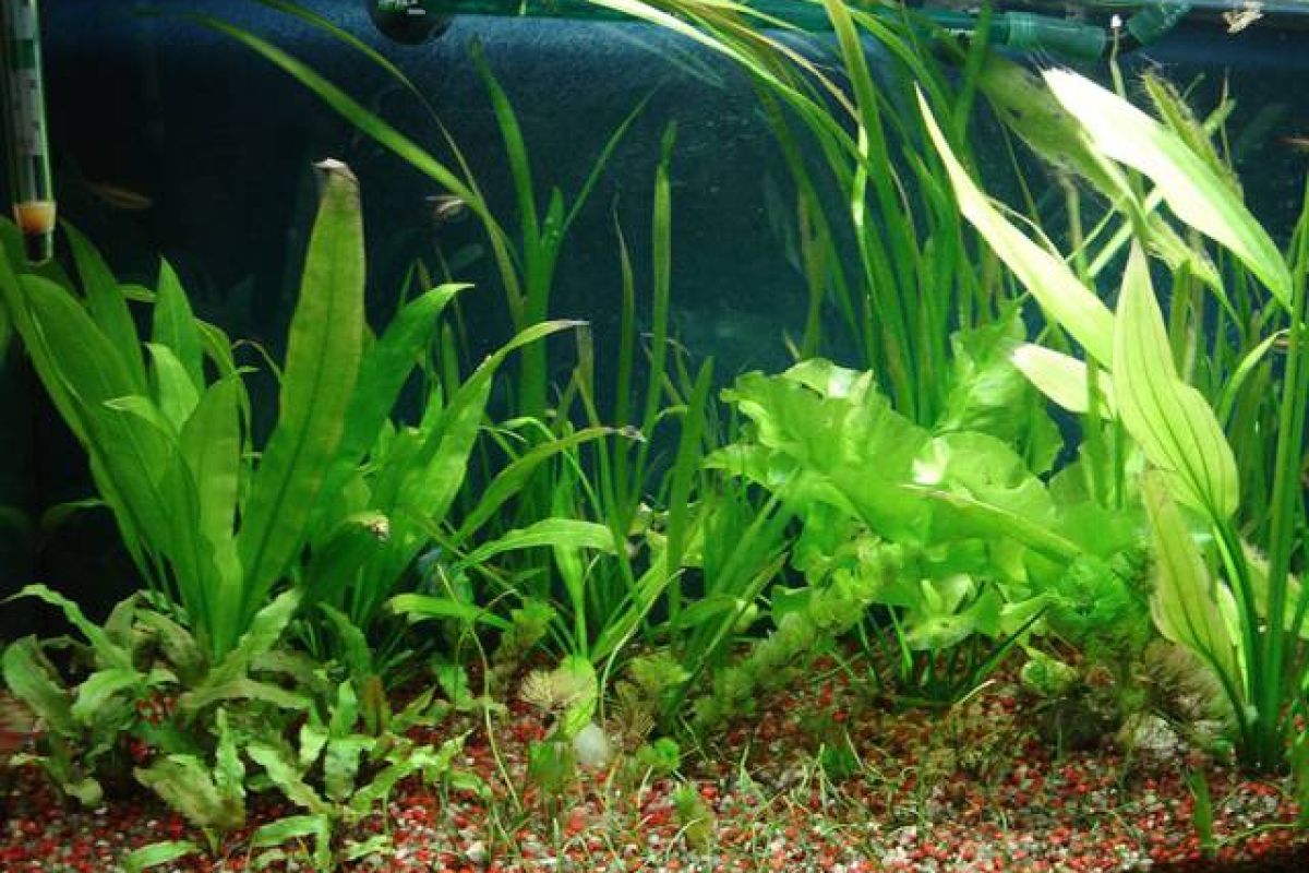Photo 2 Plantes pour aquarium
