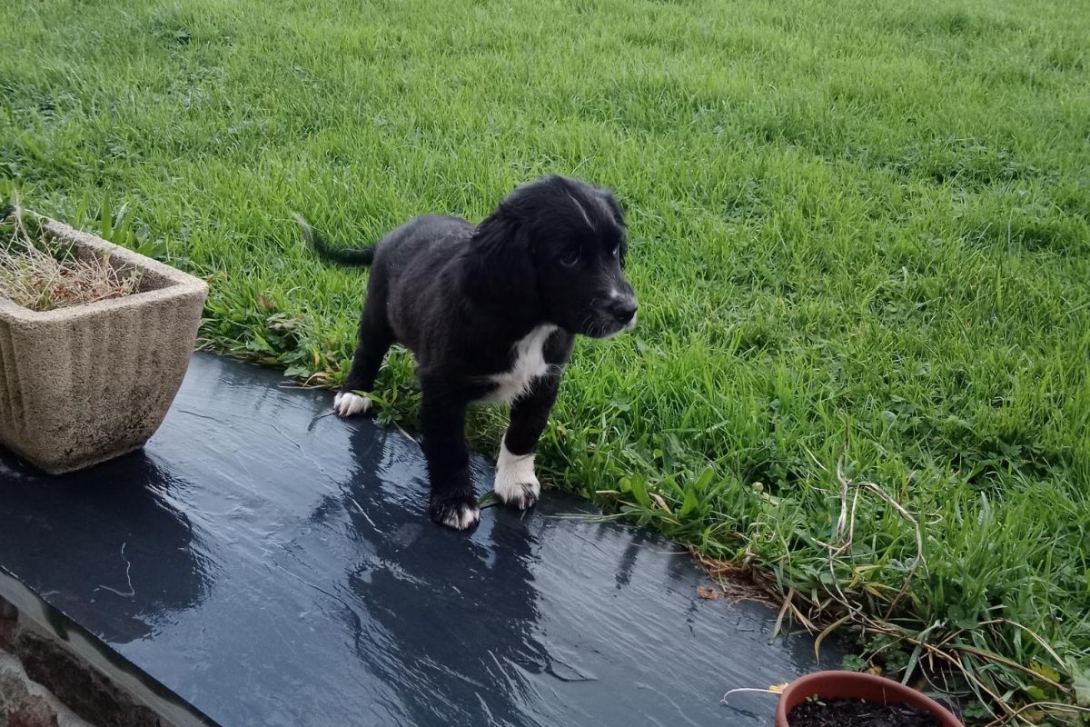 Photo 2 Chiot affectueux 