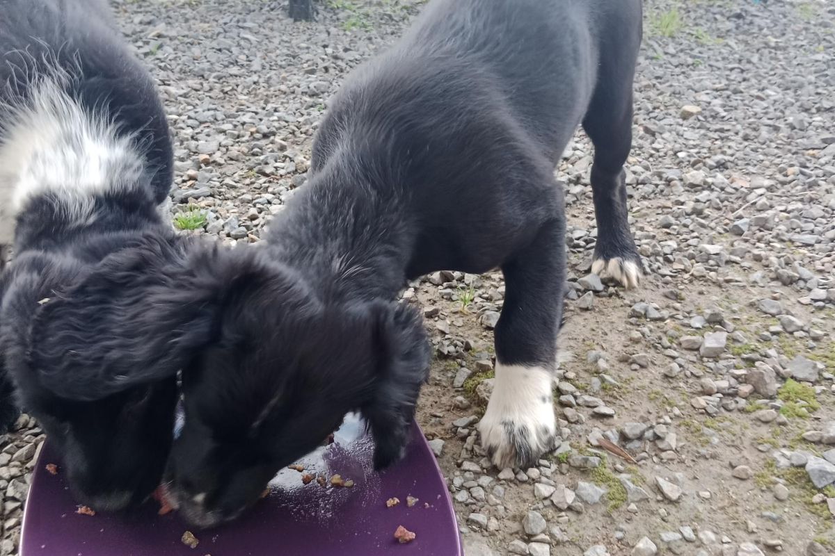 Photo 3 Chiot affectueux 