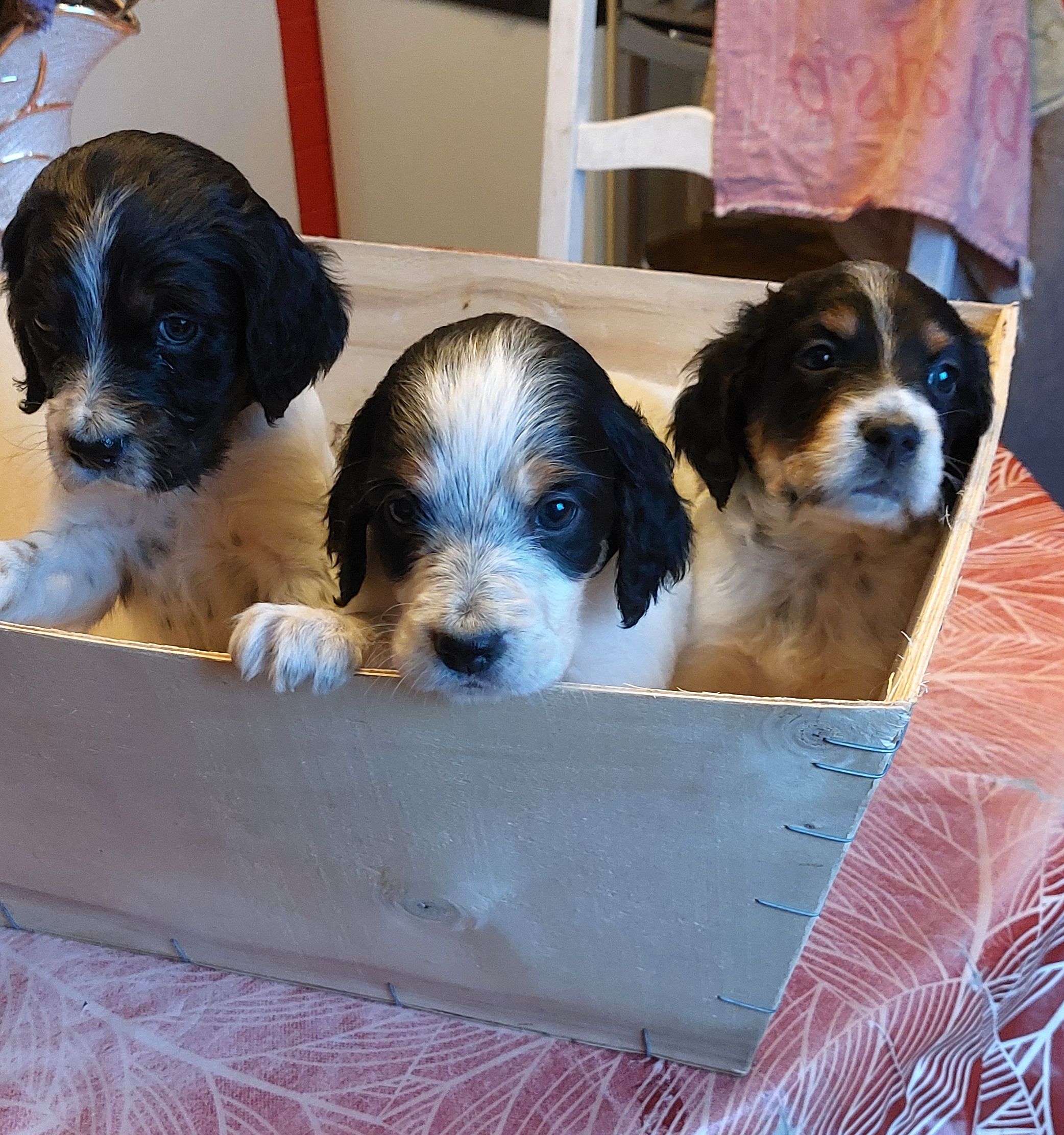 Apparence setter anglais tricolore