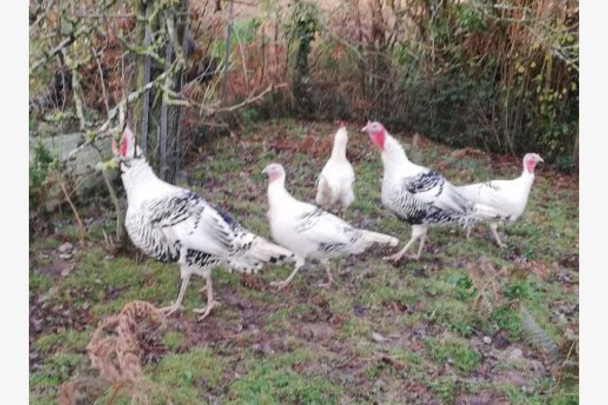 Dindes et dindons royaux