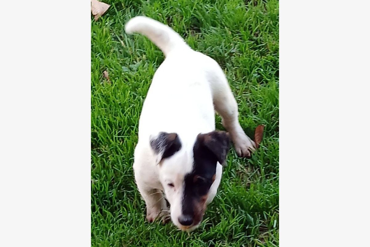 Race jack russel terrier