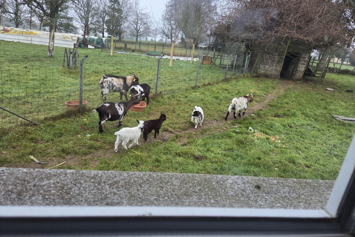 Photo 2 Chevreaux  males