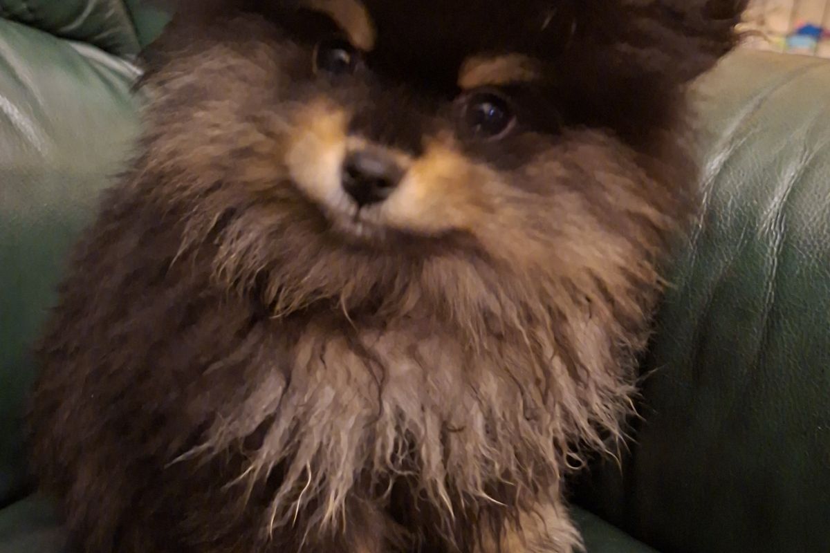 A vendre chiots spitz nain lof