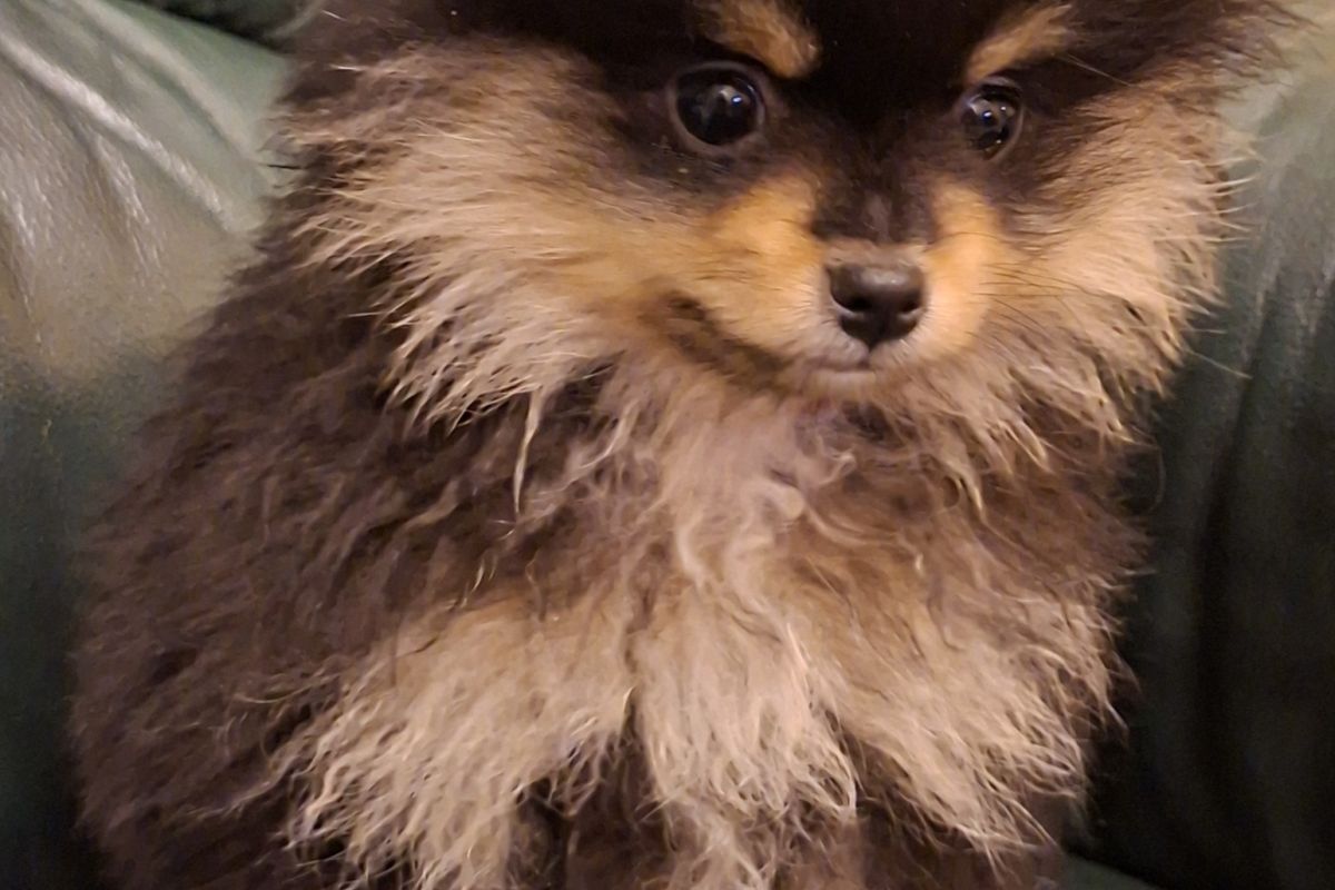 Photo 2 A vendre chiots spitz nain lof