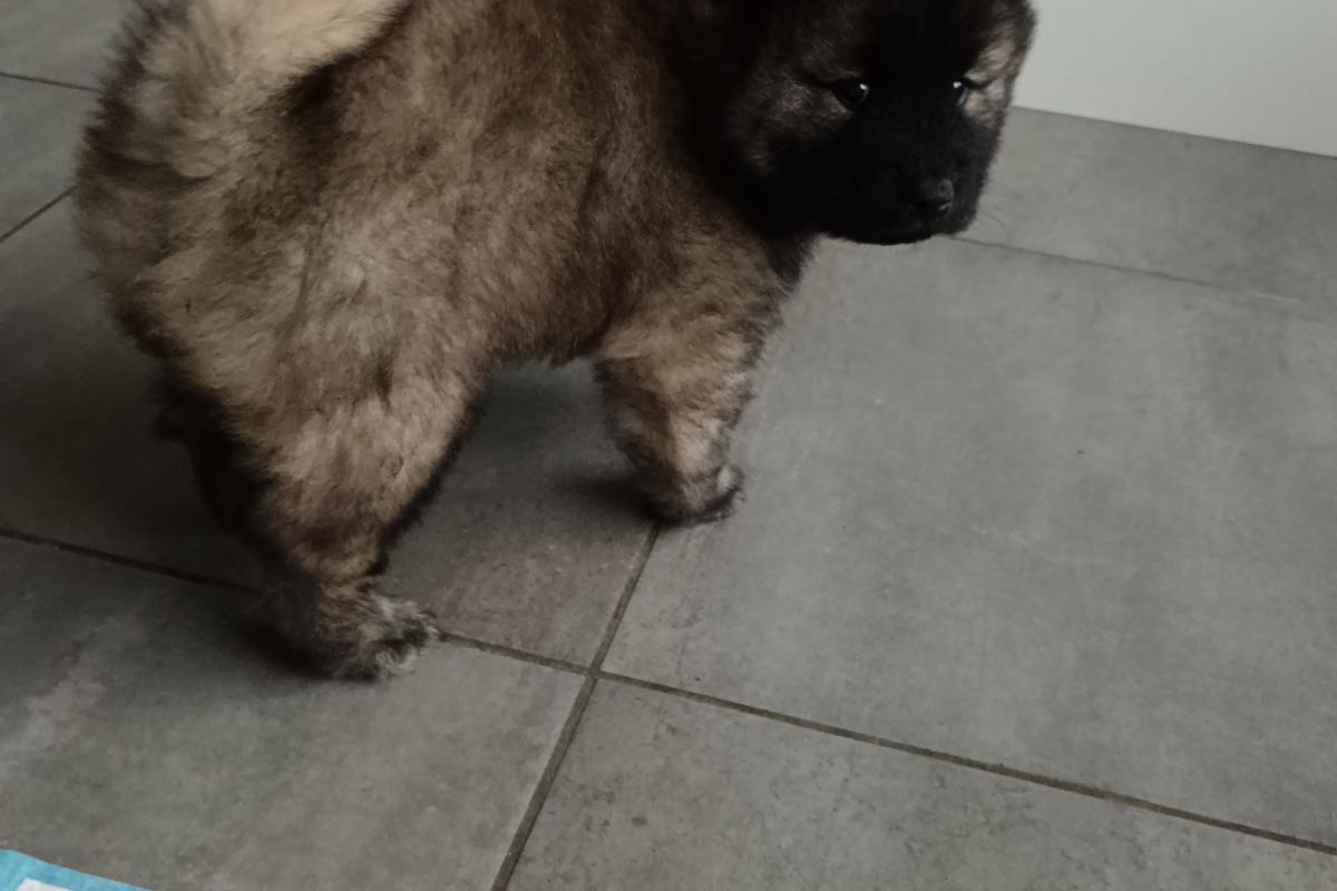 Photo 2 Chiots EURASIER 