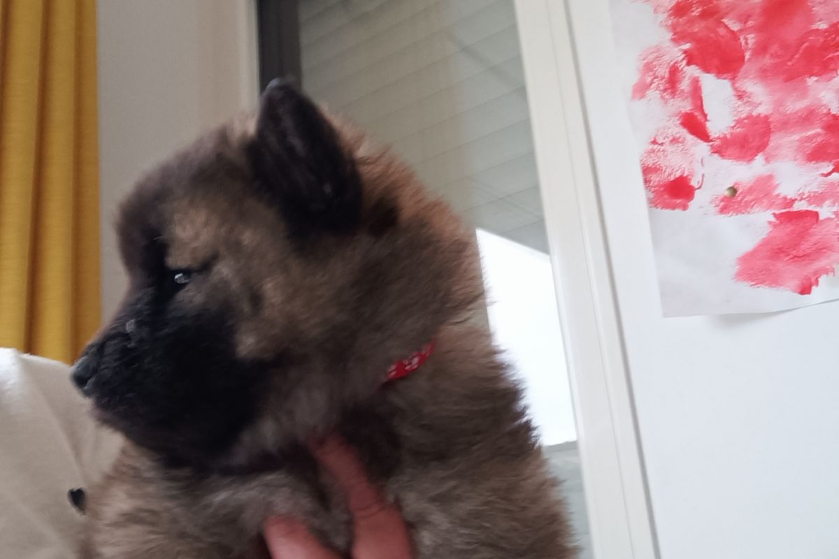 Photo 3 Chiots EURASIER 