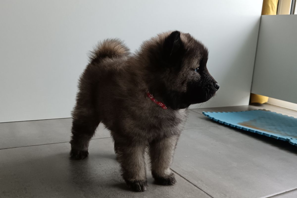 Chiots EURASIER 