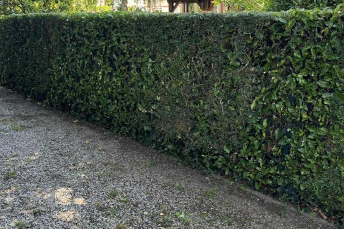 Photo 2 Entretien espace vert 