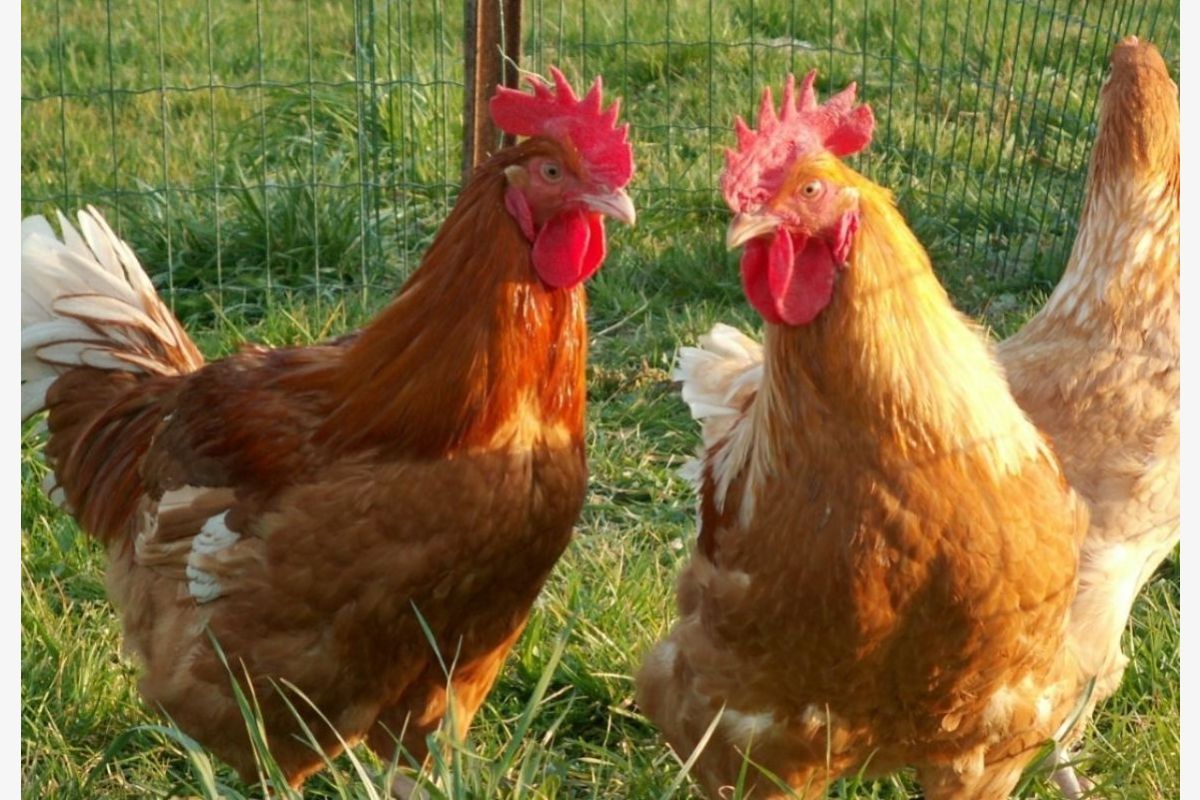 Poulets et poulettes fermiers