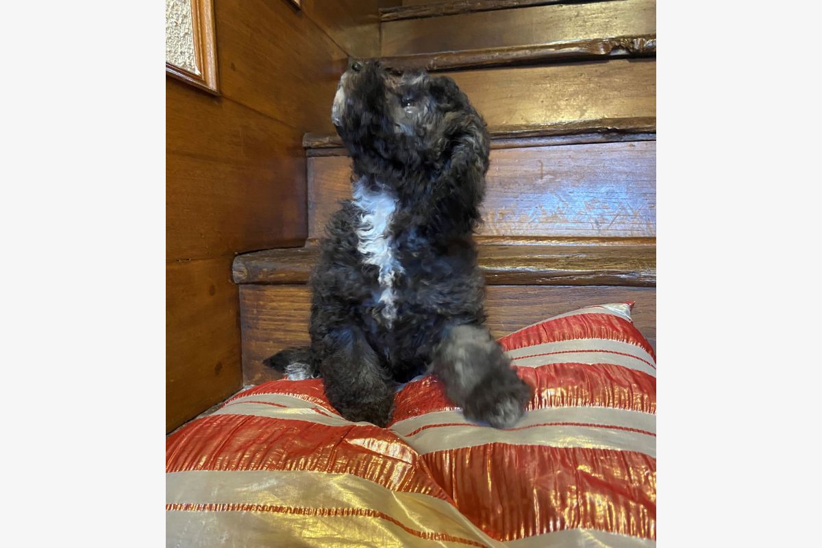 Apparence caniche nain