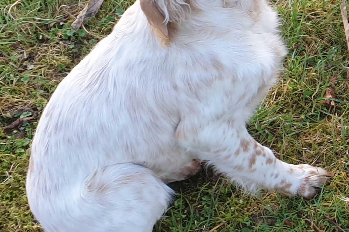 Chiot Setter Anglais Lemon