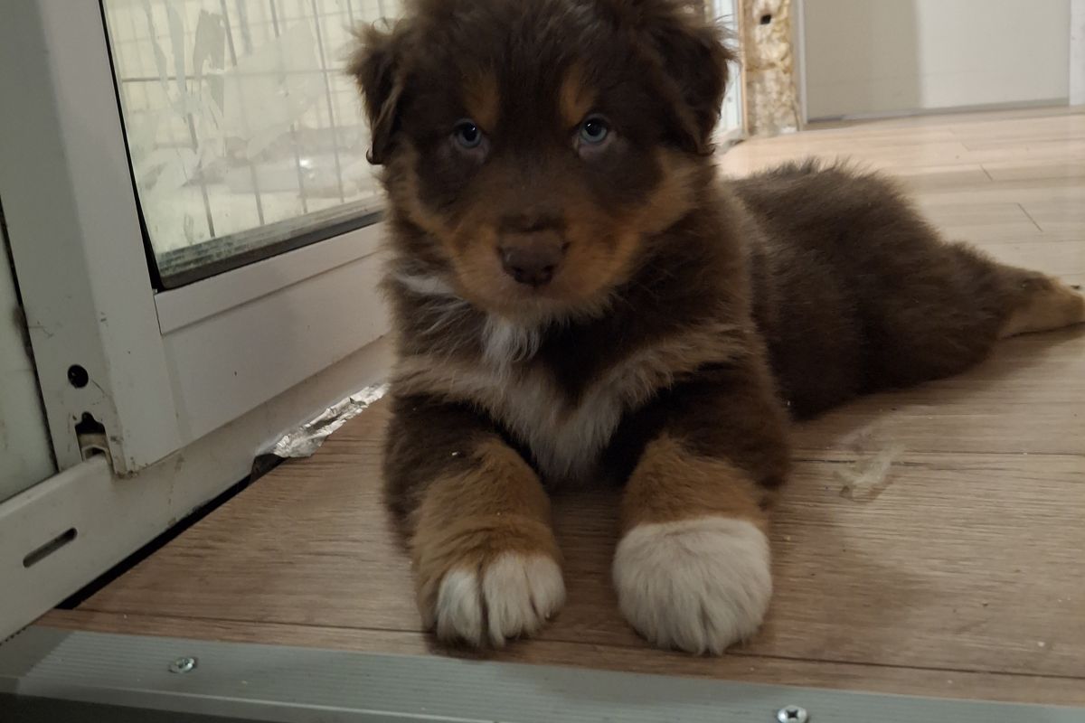 Photo 2 Chiots race berger australien LOF