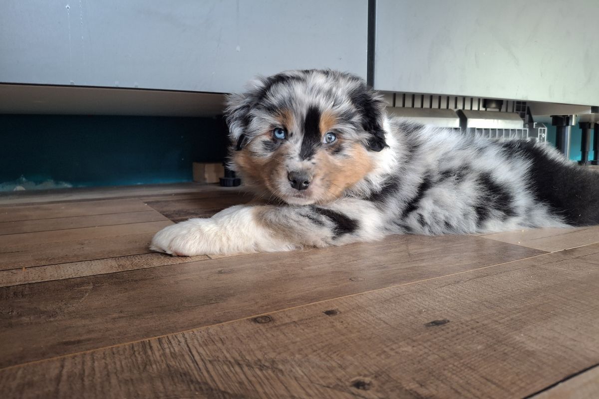 Chiots race berger australien LOF