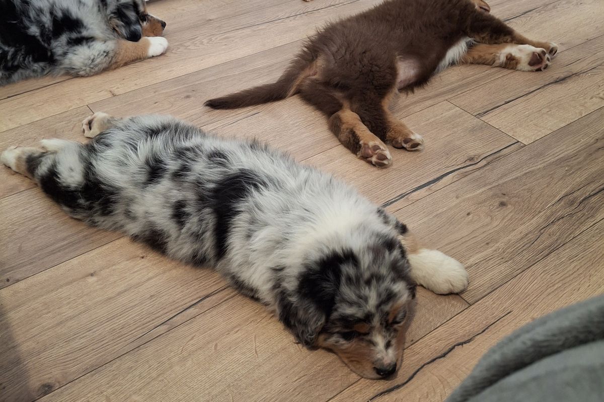 Photo 3 Chiots race berger australien LOF