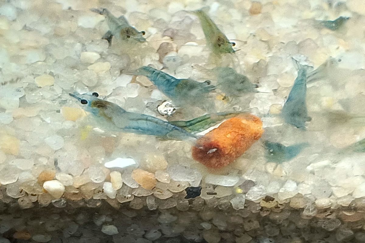 Aquarium -  10 crevettes caridina pour aquarium