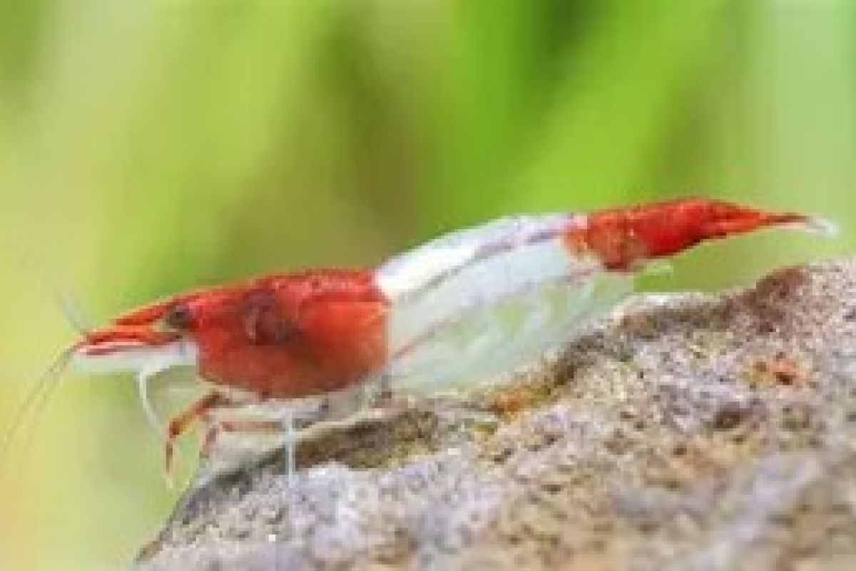 Photo 2 Aquarium -  10 crevettes caridina pour aquarium
